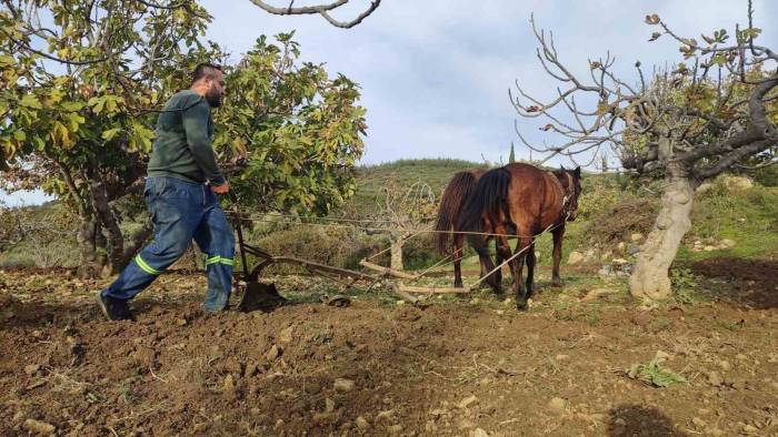 Zorlu Araziler At Ve Katırlarla Hazırlanıyor