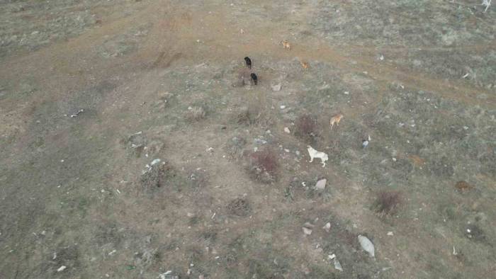 Başkent’te Başıboş Köpek Sürüleri Havadan Görüntülendi