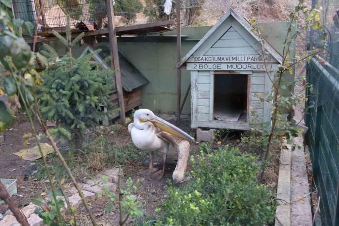 Yaralanan Pelikana İlk Müdahale Yapıldı