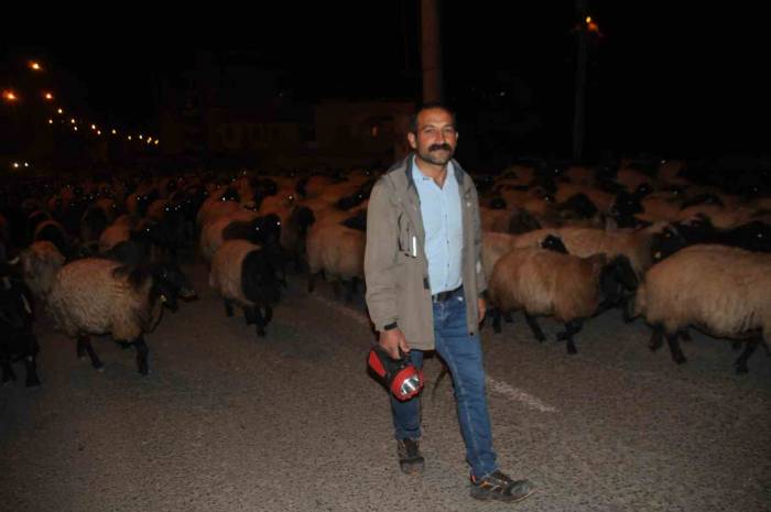 Cizre’de Gecenin Sessizliğini Kuzu Ve Koyunların Ayak Sesleri Bozdu