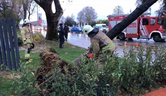 Maltepe’de Devrilen Ağaç İtfaiye Ekipleri Tarafından Kaldırıldı