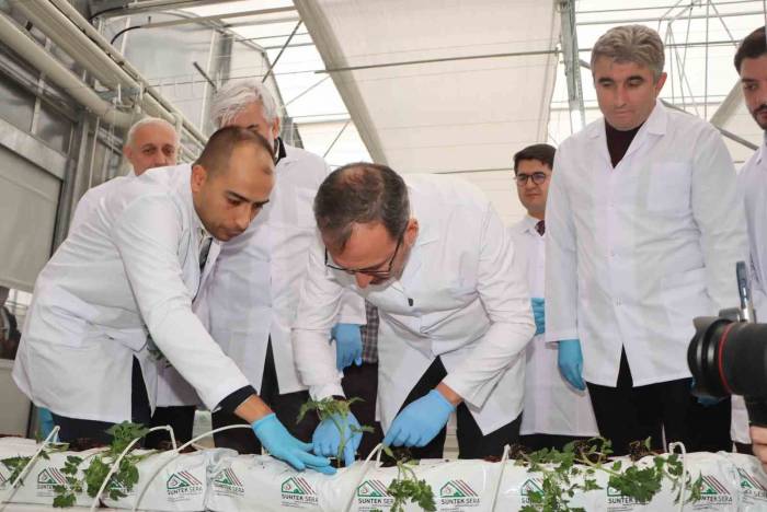 Jeotermal Kaynaklı Teknolojik Sera’da İlk Fideler Dikildi