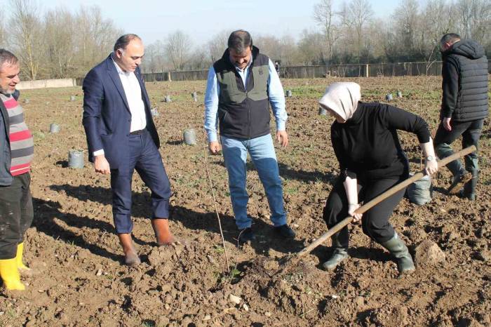 Fındıkta Verim Ve Kalite Artıracak Proje