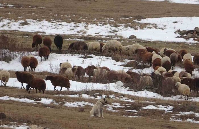 Sıcak Hava Çiftçilere Yaradı