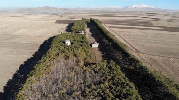 Kars’ta Tarihi Tren İstasyonundaki Çam Ağaçları Kuruyor