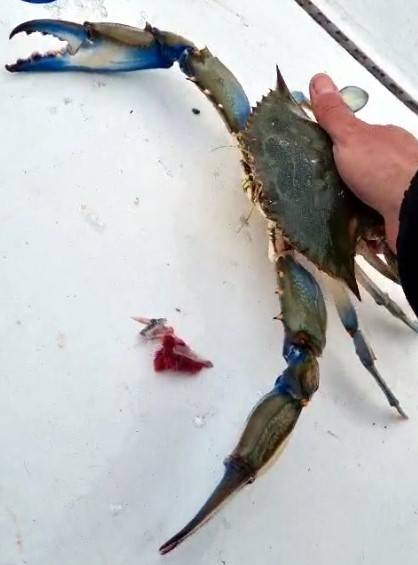 Balıkçıların Korkulu Rüyası Ağlara Takıldı
