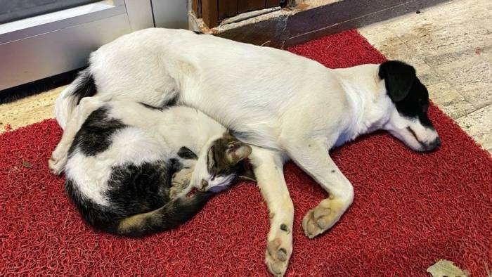 Ezeli Düşmanların Dostluğu Görenlerin İçini Isıtıyor