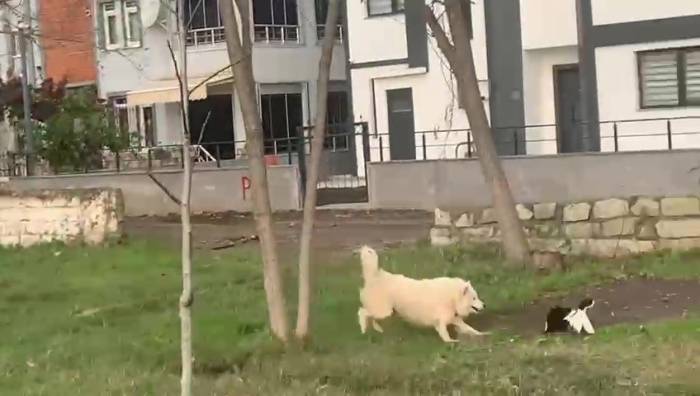 Ördekleri Telef Eden Köpeği Yakalayarak Ördek Kafesine Kilitledi