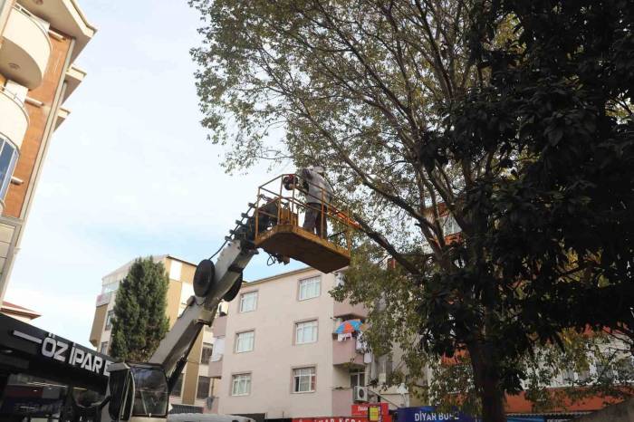 Kartal’da Ağaç Budama Çalışmaları Devam Ediyor