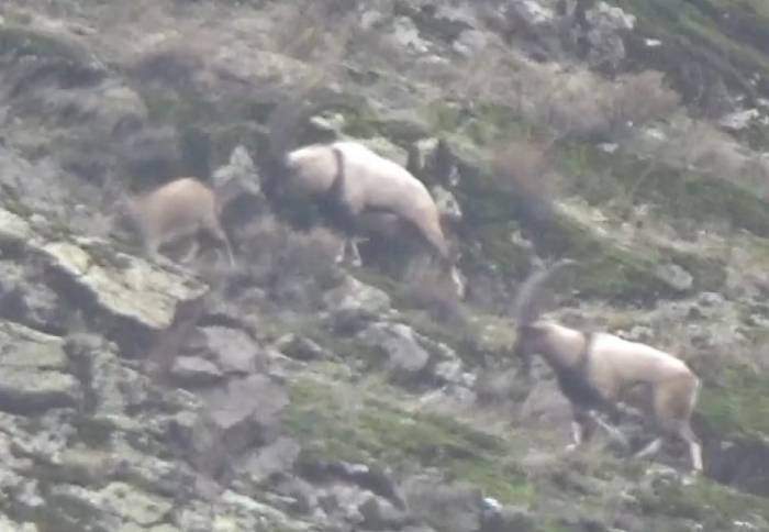 Tunceli’de Görüntülenen Yaban Tekeleri İhtişamıyla Görenleri Mest Etti