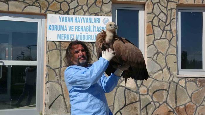 Van’da Bu Yıl 210 Yaban Hayvanı Doğaya Kazandırıldı