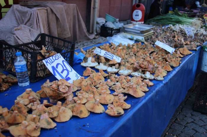 Aydın’da Mantar Bereketi