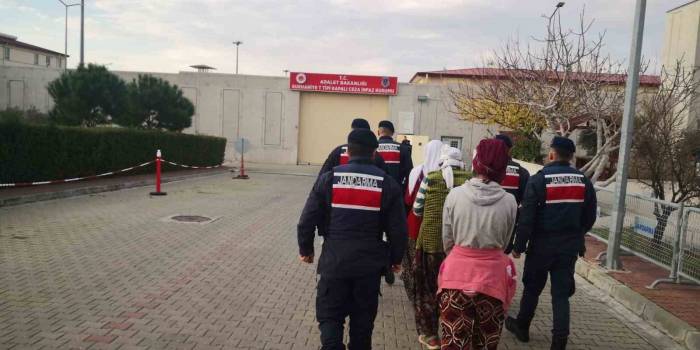 Zeytin Hırsızları Jandarma Tarafından Suçüstü Yakalandı