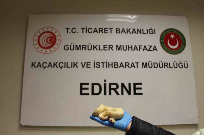 Pitonlarla Yolculuk Yapmışlar