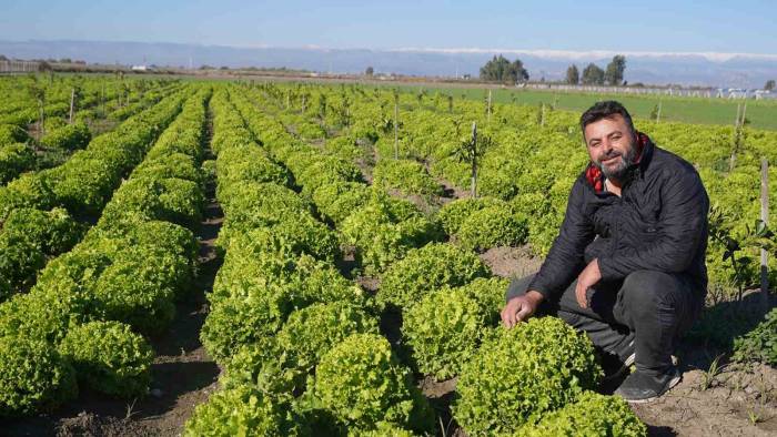 Tarsus Belediyesinin Çiftçilere Verdiği Yerli Tohum Desteği Meyvelerini Vermeye Devam Ediyor