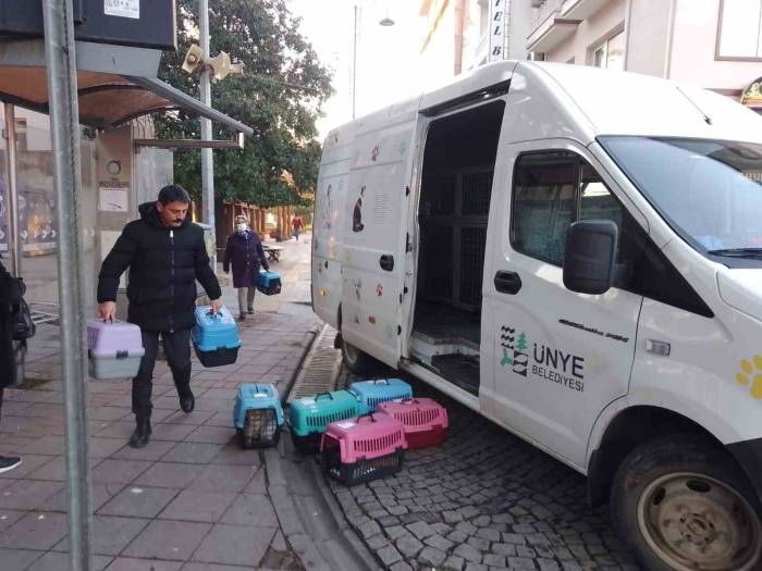 Ünye’de Sokak Kedilerine Kısırlaştırma Desteği