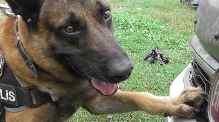 Narkotik Köpeği "Poyraz" Ayın Birincisi Seçildi