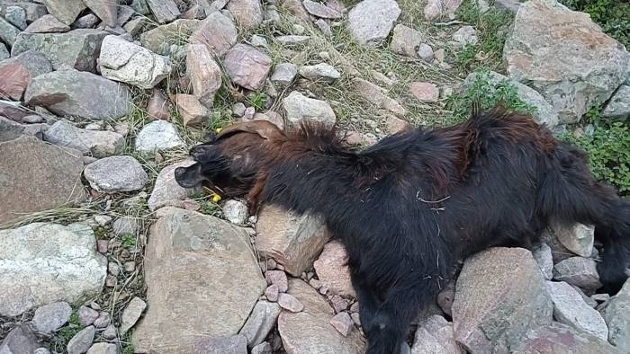 Depremde Telef Olan Hayvanlarının Yerine Aldığı Hayvanları Kurt Saldırısıyla Telef Oldu