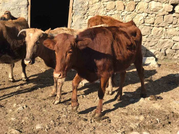 Sığır Besicileri Desteklenerek Yerli Irk Koruma Altına Alınıyor