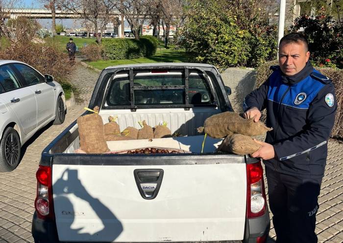 Salihli’de 250 Kilogram Çin Kestanesi Ele Geçirildi
