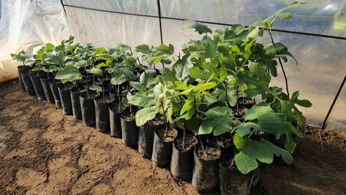 Nazilli Belediyesi’nden Üreticilere Destek