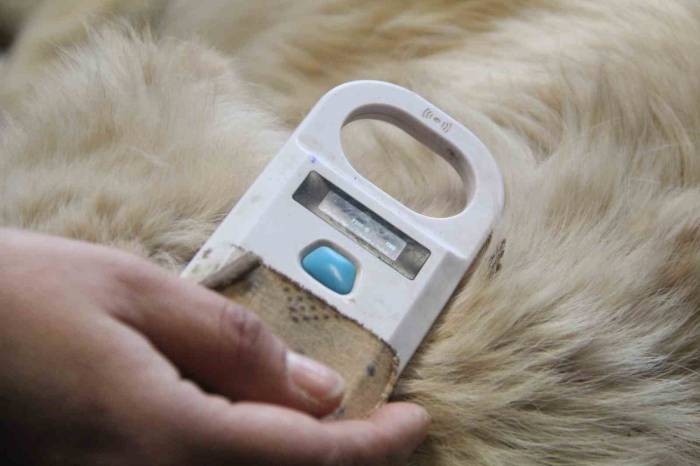 Sahiplendikleri Hayvanları Sokağa Bırakanlara Çipli Takip