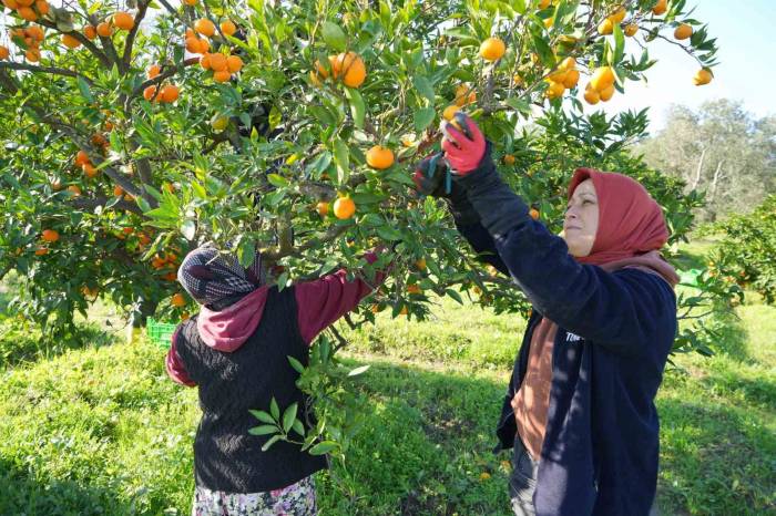 Coğrafi İşaretli Havran Mandalinası Hasat Ediliyor