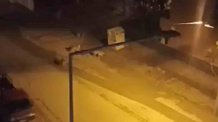 Başıboş Köpekler Çocuğa Korku Dolu Anlar Yaşattı: Kamyonetin Kasasına Saklanarak Kurtuldu