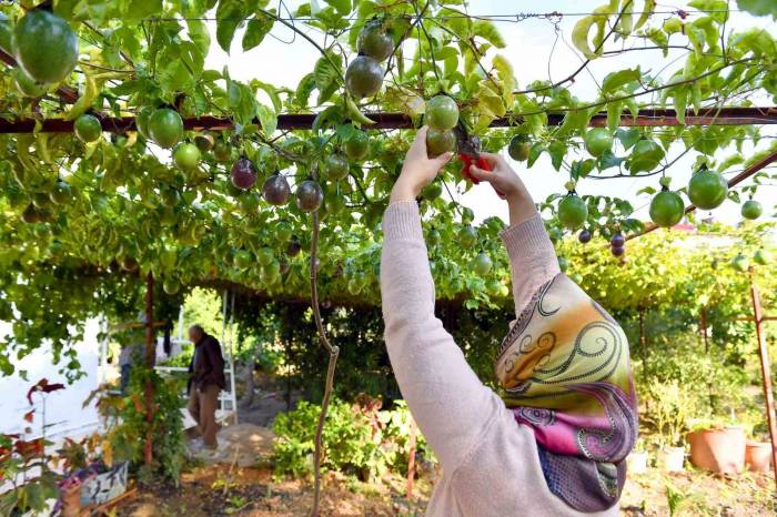 Anamur’da Passiflora Hasadı Başladı