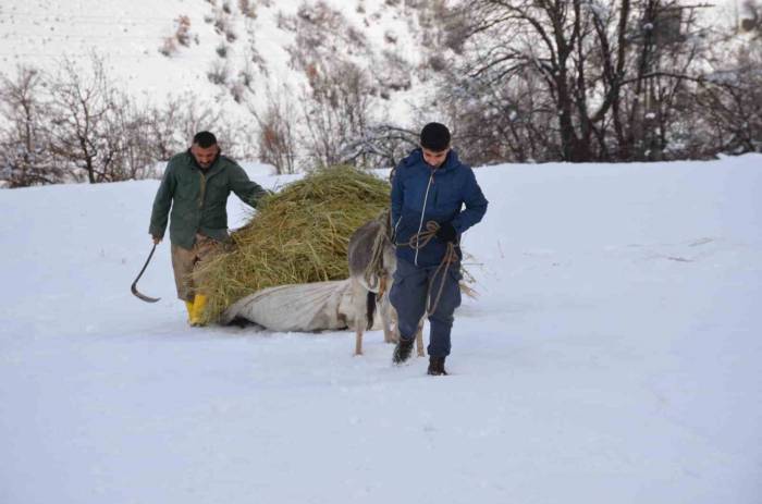 Şırnaklı Besici Kızak Yardımıyla Saman Balyalarını Taşıyıp Hayvanlarını Besliyor