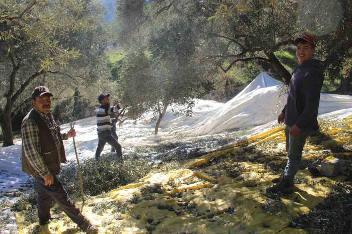 Üreticiler Bu Yıl Zeytin Değil Altın Topluyor