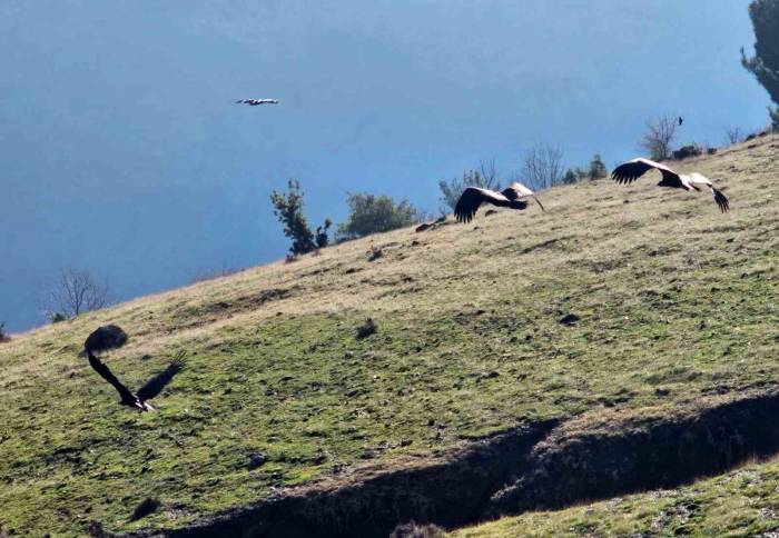 Kahramanmaraş’ta Nesli Tükenmekte Olan Akbabalar Görüntülendi