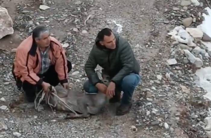 Kayalık Alanda Sıkışan Karaca İçin Ekipler Seferber Oldu