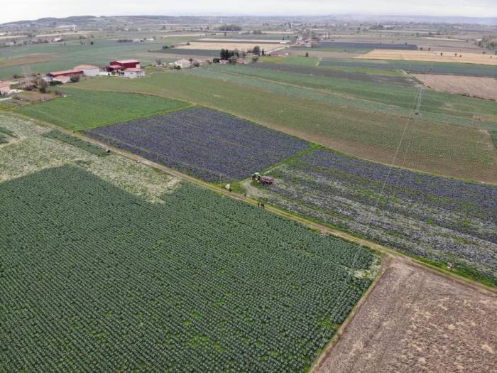 Kışlık 500 Bin Ton Sebze Üreten Samsun, Karnabaharda Da Türkiye 1’inciliğine Yükseldi