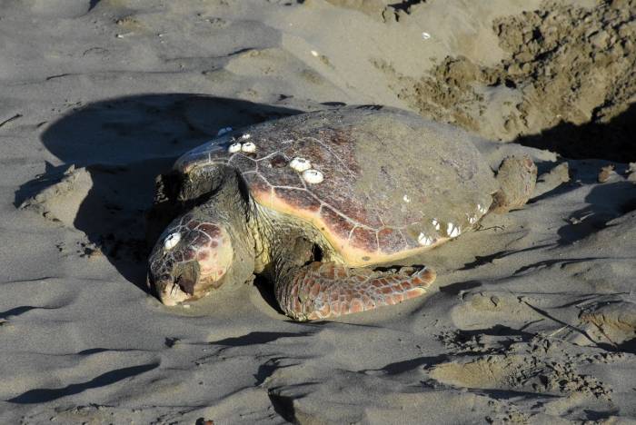 Sinop’ta Nesli Tükenmekte Olan Caretta Caretta Ölü Halde Bulundu