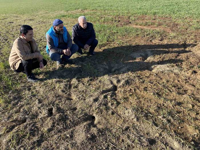 Kulu’da Tarımsal Alanlarda Fare Tedirginliği