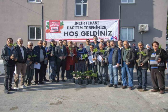 Mersin Büyükşehir Belediyesinden Üreticilere İncir Fidanı Desteği