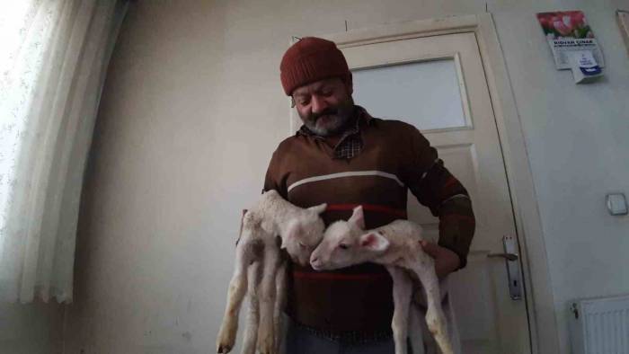 İkiz Kuzular Evin Maskotu Oldu