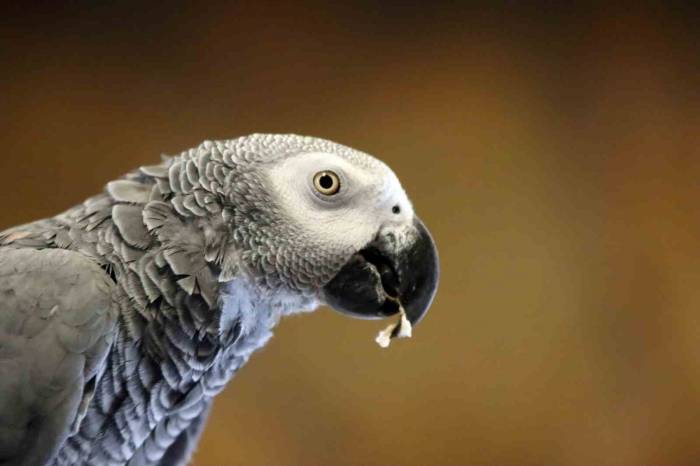 Tropikal İklimi Kayseri’ye Taşıdılar
