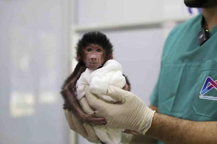 Annesinin Kabul Etmediği Babun Yavrusuna Belediye Ekipleri Bakıyor