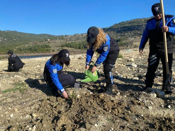 Bin Fıstıkçamı Ve Harnup Fidanı Toprakla Buluştu