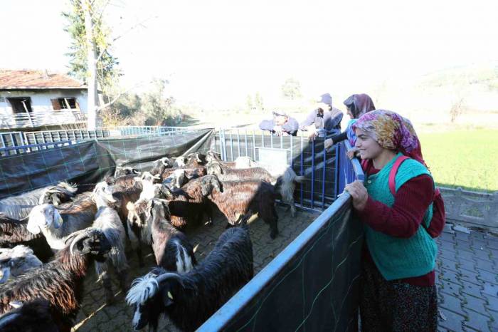 Büyükşehirden Seydikemer’li Kadın Üreticilere Kıl Keçesi Desteği