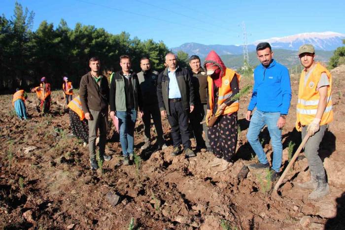 Kumluca’ya 50 Dönümlük Alanda İkinci Bal Ormanı