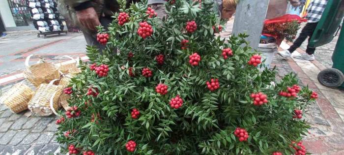 Şans Çiçeği Kokinalar İlgi Görüyor