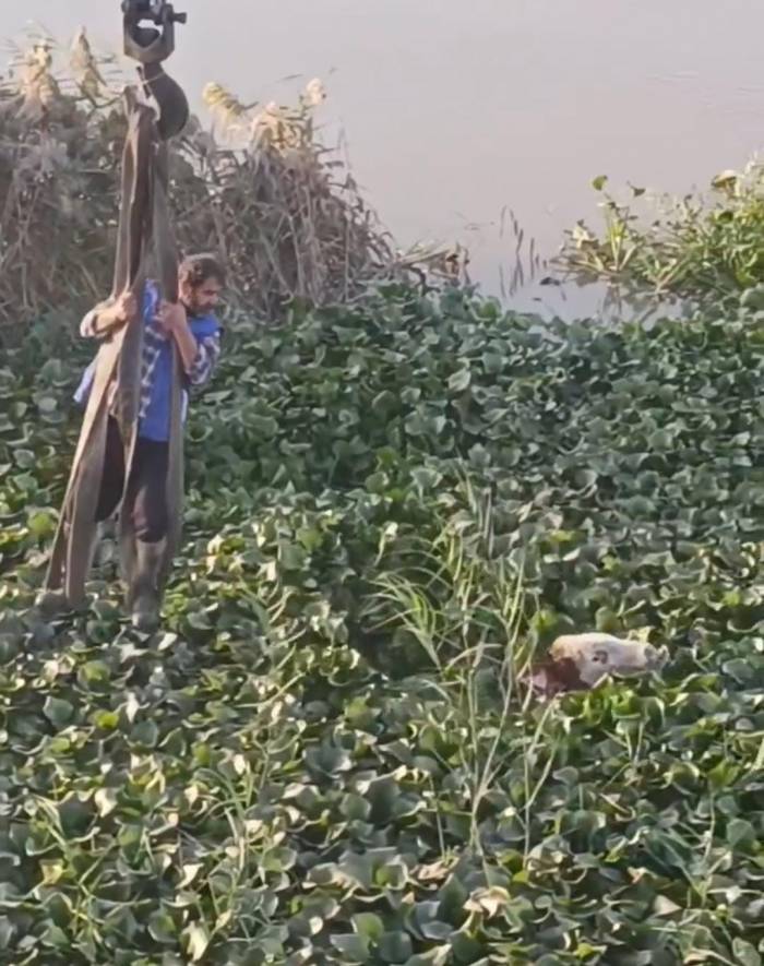 Vincin Kancasına Taktığı Halatla Nehre Düşen Tosunu Kurtarmaya Çalıştı, O Anlar Kamerada