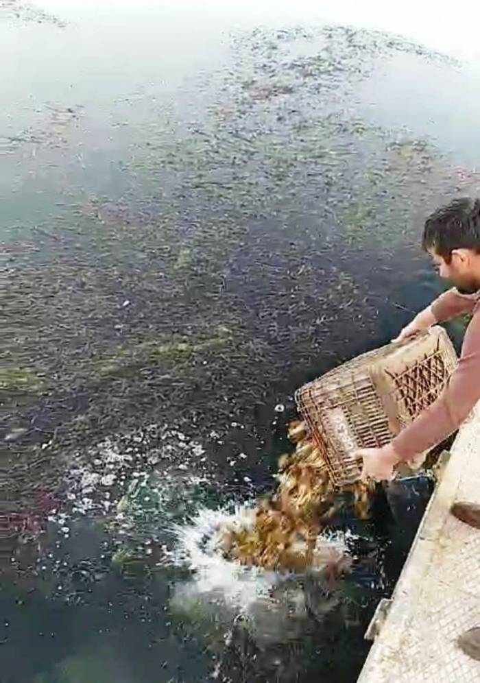 Eğirdir Gölü’nden Kaçak Yollarla Avlanan 160 Kilogram Kerevit Göle Bırakıldı