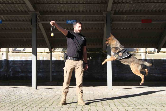 Polisin En Büyük Destekçisi Dedektör Köpekler