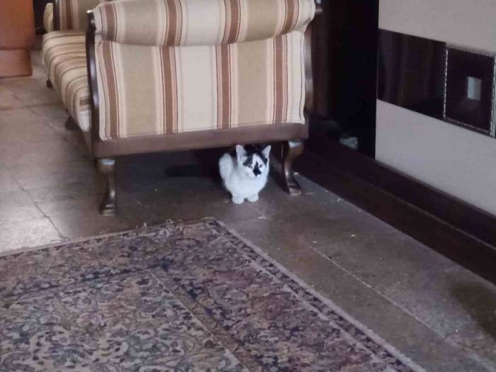 Soğukta Üşüyen Kediler Onun Dükkânına Sığınıyor