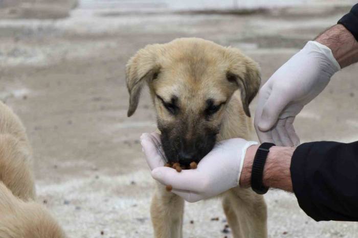 2023’te 4 Bin 209 Sokak Hayvanı Sıcak Yuvaya Kavuştu