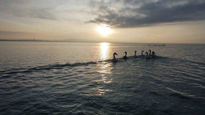 Arin Gölü Ötücü Kuğuları Misafir Etmeye Devam Ediyor